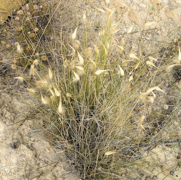 Lygeum spartum en fleurs dans une steppe argileuse salée en Espagne